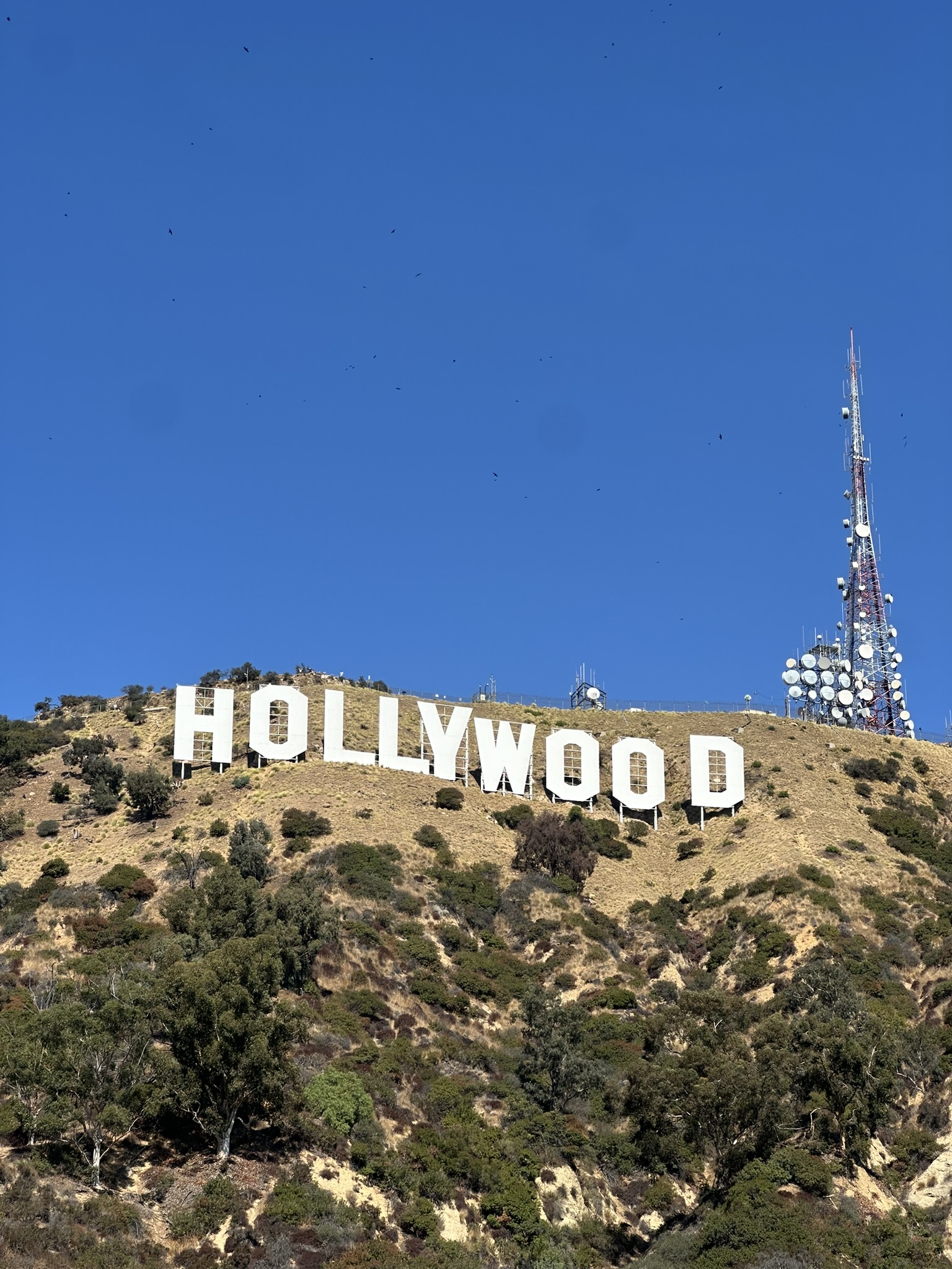 Hollywood Poster